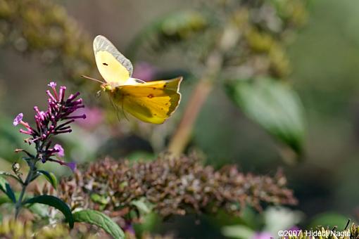 Flying Butterflies-flying-moths-1.jpg