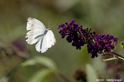 Flying Butterflies-flying-moths-2.jpg