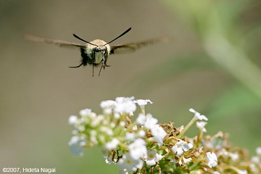 Flying Butterflies-flying-moths-3.jpg