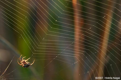 Spiderwebs and other backlit stuff-backlit-1.jpg