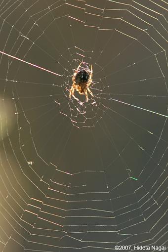 Spiderwebs and other backlit stuff-backlit-3.jpg