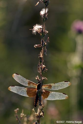 Spiderwebs and other backlit stuff-backlit-4.jpg