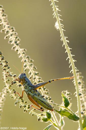 Spiderwebs and other backlit stuff-backlit-5.jpg