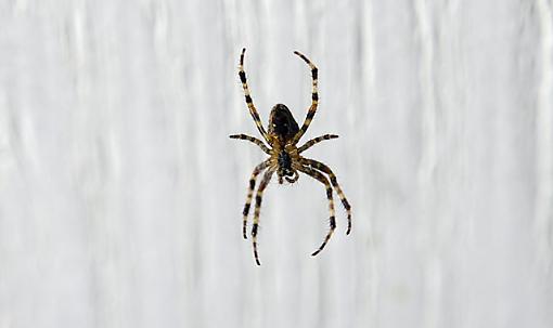 spider-img_5441_1.jpg