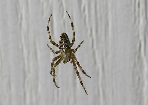 spider-img_5461_1.jpg