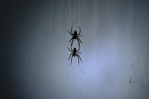 spider-img_5465_1.jpg