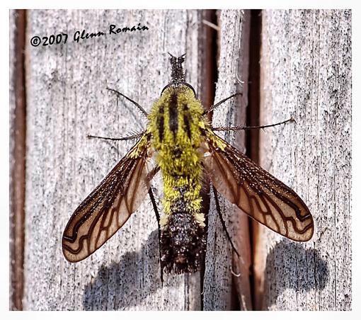 Large Bee Fly and Small Milkweed Bug-large-bee-fly.jpg