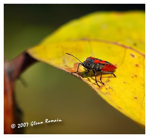 Large Bee Fly and Small Milkweed Bug-small-eastern-milkweed-bug.jpg