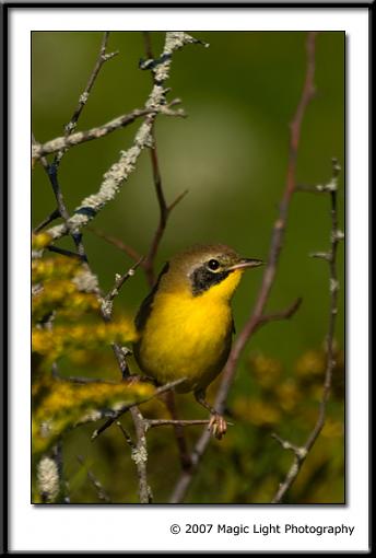 Summer 07 Bird ID thread-crw_0281.jpg