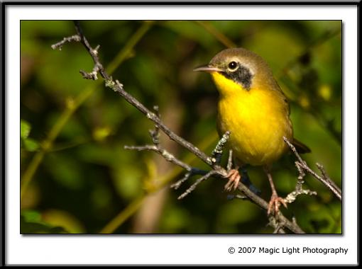 Summer 07 Bird ID thread-crw_0286.jpg