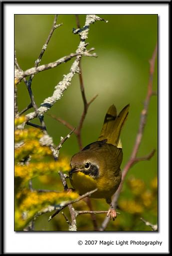 Summer 07 Bird ID thread-crw_0282a.jpg