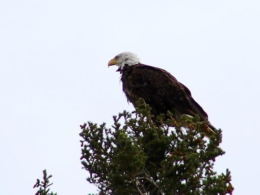 Bald Majestic-bald-majestic.jpg