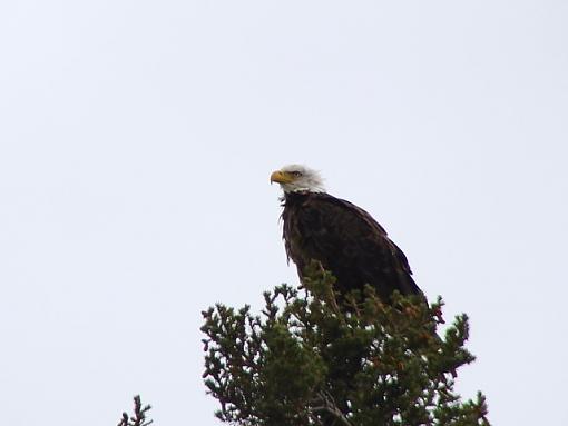 Bald Majestic-bald-eagle.jpg