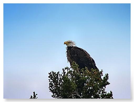 Bald Majestic-polarbeardiggers-eagle.jpg