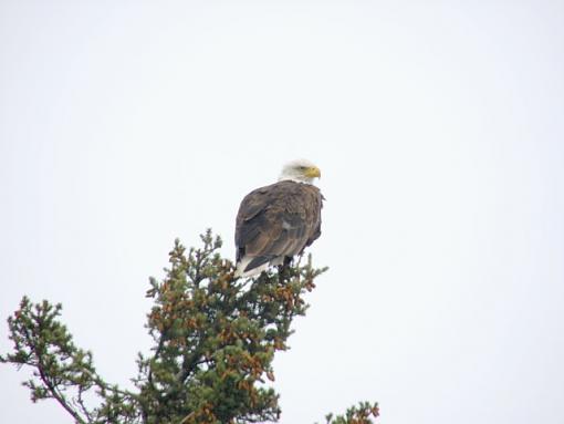 Bald Majestic-eagle-part-2.jpg