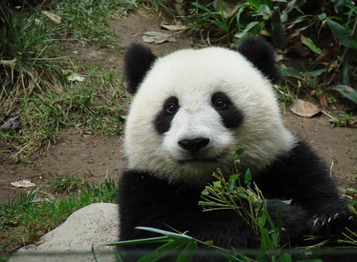 Panda-resize.jpg