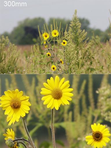 1.4x and 2x Teleconverters-flower-composite-300mm.jpg