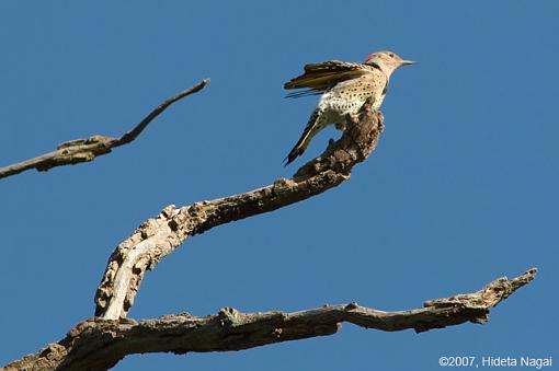 Northern Flicker - my firsts-09-12-07-nf-2.jpg