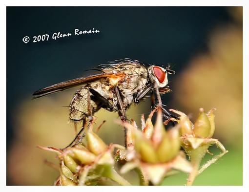 Sorry to say but more Flies :) (Macro )-biting-stable-fly1.jpg