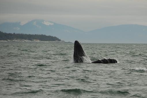 Whale breeching-leg_2818b.jpg