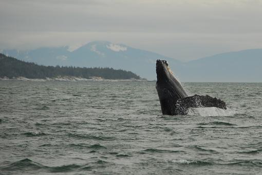 Whale breeching-leg_2820b.jpg