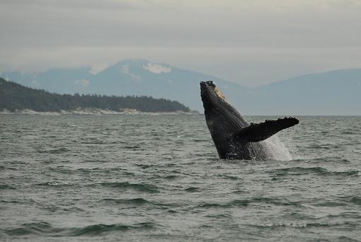 Whale breeching-leg_2821b.jpg