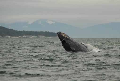 Whale breeching-leg_2823b.jpg