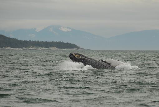 Whale breeching-leg_2824b.jpg