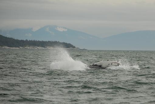 Whale breeching-leg_2825b.jpg