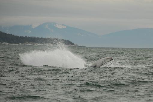 Whale breeching-leg_2826b.jpg