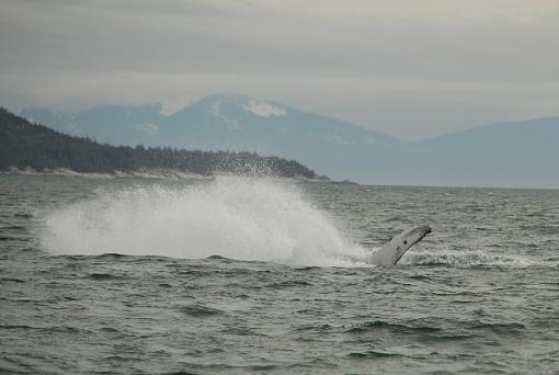 Whale breeching-leg_2827b.jpg