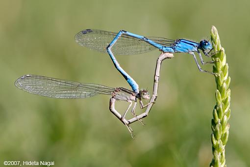 More Hanky Panky-09-13-07-damselfly-1.jpg