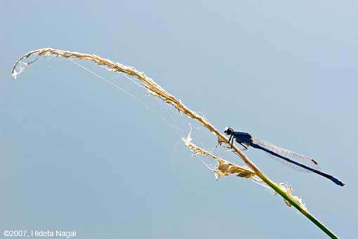 More Hanky Panky-09-13-07-damselfly-2.jpg