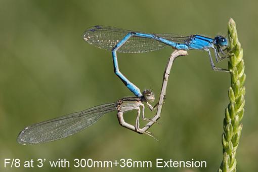 The 4 Basics-damselfly-1.jpg