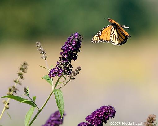 Flying Butterflies-09-17-07-butterflies-1.jpg