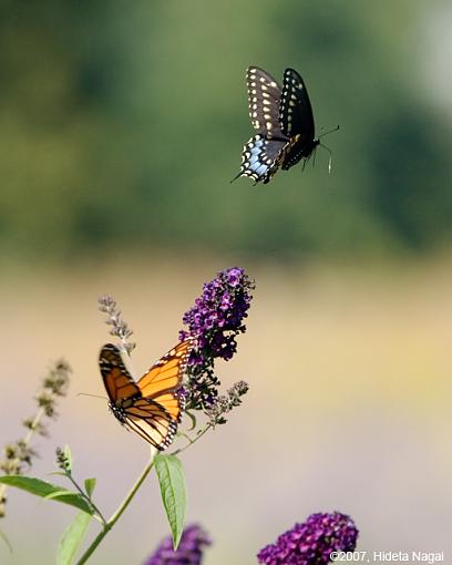 Flying Butterflies-09-17-07-butterflies-2.jpg