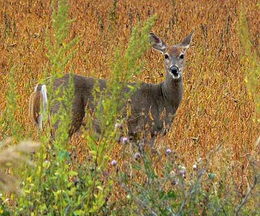 Whitetail munching-web-deer2.jpg