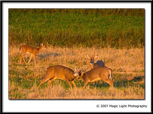 I get the winner!-crw_0560.jpg