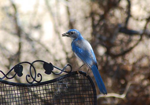 The Bokeh Challenge Thread-scrubjay2007a.jpg