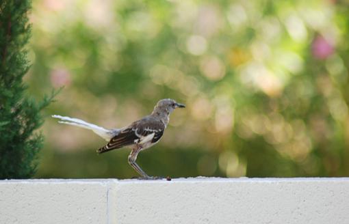 The Bokeh Challenge Thread-mockingbird1.jpg