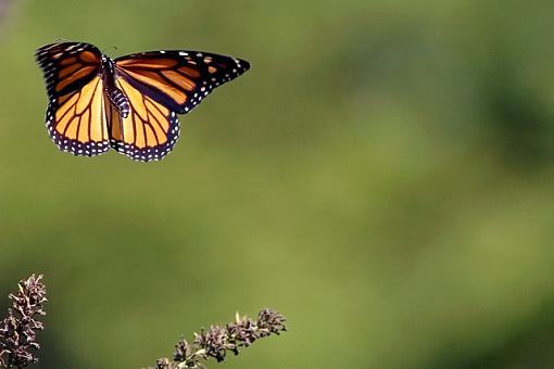 Flying Butterflies-09-17-07-butterflies-3.jpg