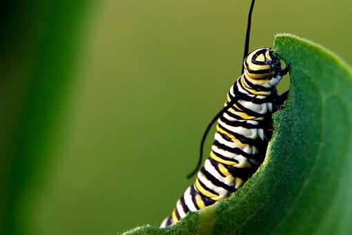 Flying Butterflies-crw2_2078.jpg