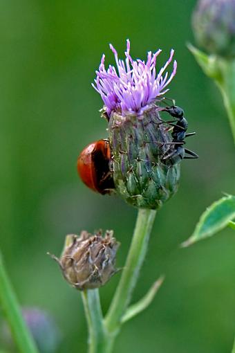 Flying Butterflies-crw2_2195.jpg