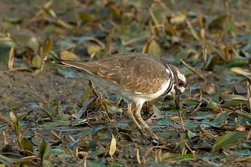 Not Just the Early Bird-09-21-07-killdeer-1.jpg