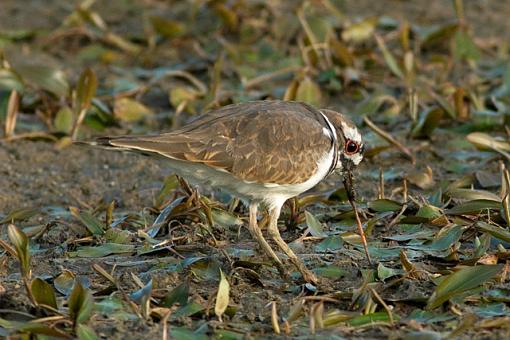 Not Just the Early Bird-09-21-07-killdeer-2.jpg