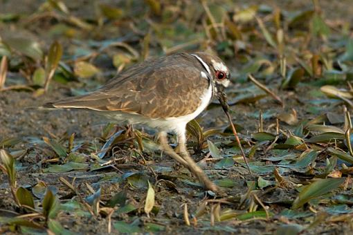 Not Just the Early Bird-09-21-07-killdeer-3.jpg