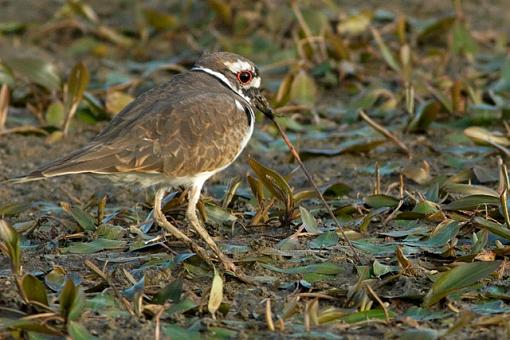 Not Just the Early Bird-09-21-07-killdeer-4.jpg