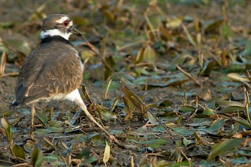 Not Just the Early Bird-09-21-07-killdeer-5.jpg