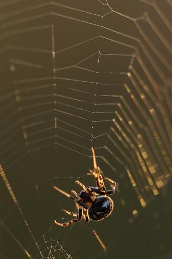 Around and Around She Goes...-09-21-07-spider-2.jpg