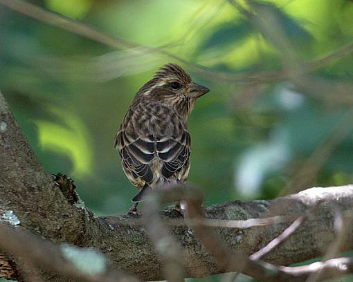 Summer 07 Bird ID thread-4975w.jpg